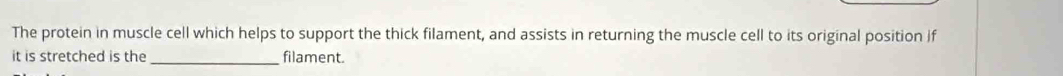 The protein in muscle cell which helps to support the thick filament, and assists in returning the muscle cell to its original position if 
it is stretched is the _filament.