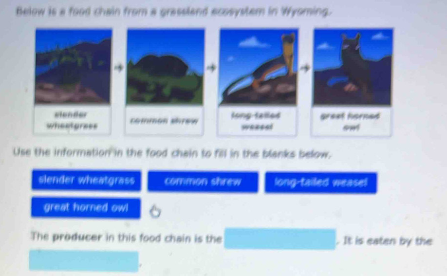 Below is a food chain from a grassland acosystem in Wyoming.
Use the information in the food chain to fill in the blanks below.
slender wheatgrass common shrew long-tailed wease!
great horned owl
The producer in this food chain is the . It is eaten by the