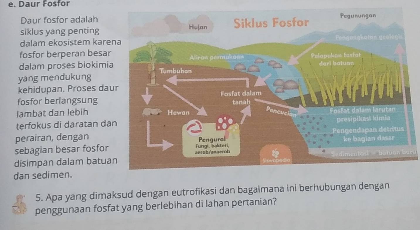 Daur Fosfor 
Daur fosfor adalah 
siklus yang penting 
dalam ekosistem kare 
fosfor berperan besar 
dalam proses biokimi 
yang mendukung 
kehidupan. Proses da 
fosfor berlangsung 
lambat dan lebih 
terfokus di daratan da 
perairan, dengan 
sebagian besar fosfor 
ra 
disimpan dalam batua 
dan sedimen. 
5. Apa yang dimaksud dengan eutrofikasi dan bagaimana ini berhubungan dengan 
penggunaan fosfat yang berlebihan di lahan pertanian?