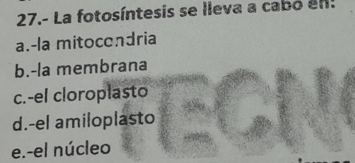 27.- La fotosíntesis se lleva a cabo en:
a.-la mitocondria
b.-la membrana
c.-el cloroplasto
d.-el amiloplasto
e.-el núcleo