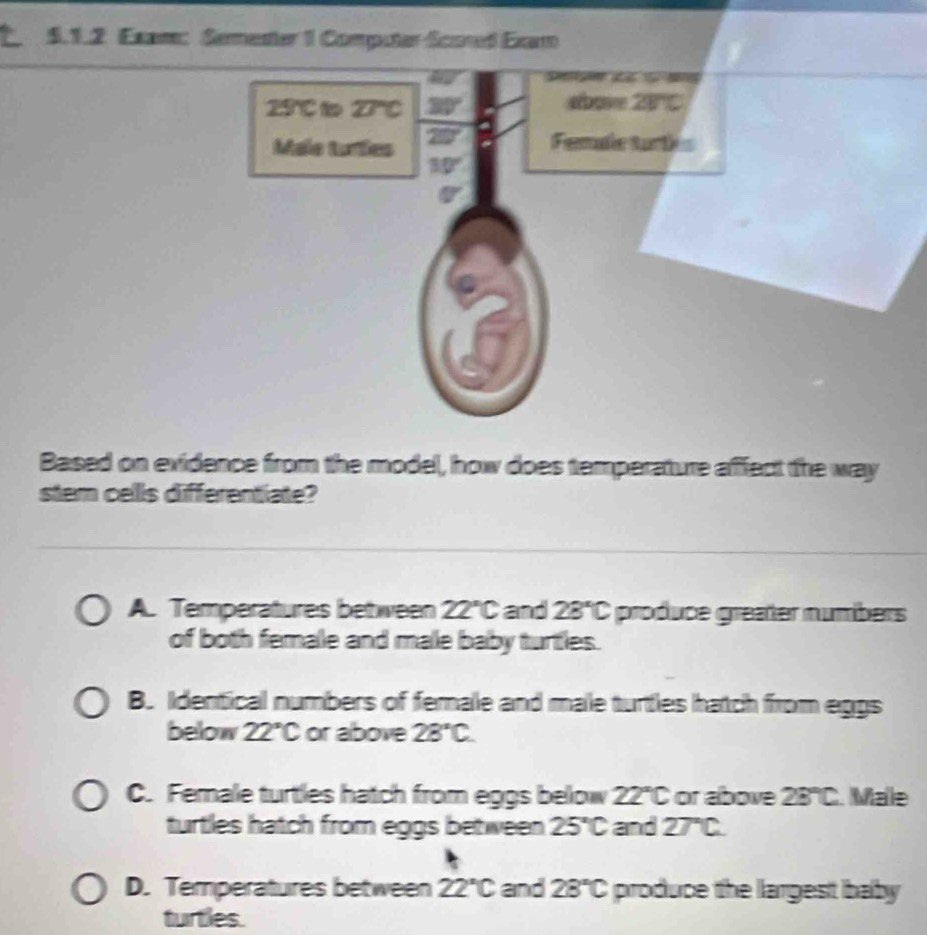 Exam: Semester 1 Com
Based on evidence from the model, how does temperature affect the way
stem cells differentiate?
A. Temperatures between 22°C and 28°C produce greaßer numbers
of both female and male baby turtles.
B. Identical numbers of female and male turtles hatch from eggs
below 22°C or above 28°C.
C. Fernale turtles hatch from eggs below 22°C or above 23°C. Male
turtles hatch from eggs between 25°C and 27°C
D. Temperatures between 22°C and 28°C produce the largest baby
turtles.