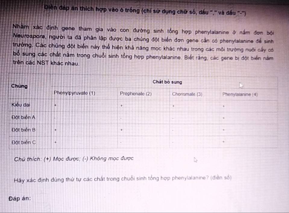 Điền đáp án thích hợp vào ô trống (chỉ sử dụng chữ số, đấu "," và đấu '-'') 
Nhằm xác định gene tham gia vào con đường sinh tổng hợp phenylalanine ở nắm đơn bội 
Neurospora, người ta đã phân lập được ba chủng đột biến đơn gene cần có phenylalanine để sinh 
trưởng. Các chủng đột biển này thổ hiện khả năng mọc khác nhau trong các môi trường nuôi cấy có 
bổ sung các chất nằm trong chuỗi sinh tổng hợp phenylalanine. Biết rằng, các gene bị đột biển nằm 
trên các NST khác nhau. 
Chú thích: (+) Mọc được; (-) Không mọc được 
Hãy xác định đúng thứ tự các chất trong chuỗi sinh tổng hợp phenylalanine? (điễn số) 
Đáp án:
