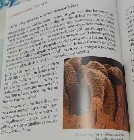 Le so 
CORPO UMANO | Unità 5 
Ciò che serve viene assorbito 
Gli ultimi due tratti dell’intestino tenue, il digiuno e l'ileo, hanno il com cheri 
pito di assorbire i principi nutritivi digeriti, cioè di farli passare nelle du tami 
reti di trasporto, sanguigna e linfatica, perché possano raggiungere tutt attra 
le cellule. Per questa funzione è necessaria una superficie molto estesa aver 
perciò non solo il digiuno e l'ileo sono molto lunghi ma sviluppano un test 
grande superficie anche al loro interno. La mucosa che li riveste presenta con 
numerose pieghe, ognuna delle quali ha delle sporgenze a forma di picco 
lissime dita, i villi intestinali. A loro volta i villi sono formati da cellul ela 
m 
la cui parete, rivolta verso l'interno dell'intestino, è rípiegata più volte a ric 
formare migliaia di cilindretti microscopici, i microvilli rag 
L 
In 1cm^2 di intestino ci sono circa
1000 villi e più di un miliardo e mez- 
a 
li 
zo di microvilli; se si distendesse in 
tutta la sua estensione, la parte as- 
sorbente dell´intestino misurerebbe 
intero campo da tennis. 300m^2 e potrebbe coprire un 
circa 
Il movimento ritmico dei villi fa pe- 
netrare le sostanze digerite all’inter- 
no di ciascuno di essi, dove scorrono 
un capillare sanguigno (diviso in ca- 
pillare arterioso e capillare venoso) e 
un capillare linfatico. 
A Immagine al microscopio