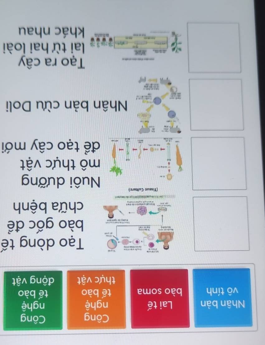 Công Công 
Nhân bản Lai tế nghệ nghệ 
vô tính bào soma tế bào tế bào 
thực vật động vật 
Tpd Tạo dòng tế 
C s hào tóng 


bào gốc để 
Sà Lài giối c hói phát c đn thân chữa bệnh 
n Comn y 
[Tissue Culture) 
Nuôi dưỡng 

mô thực vật 
để tạo cây mới 
Nhân bản cừu Doli 
Tạo ra cây
3/28
lai từ hai loài 
khác nhau