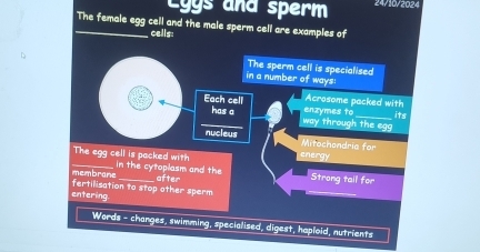 Lyys and sperm 24/10/2024 
_The female egg cell and the male sperm cell are examples of 
cells: 
The sperm cell is specialised 
in a number of ways 
Each cell enzymes to Acrosome packed with its 
has a way through the egg 
nucleus Mitochandria for 
The egg cell is packed with energy 
membrane in the cytoplasm and the after 
Strong tail for 
fertilisation to stop other sperm 
entering 
_ 
Words - changes, swimming, specialised, digest, haploid, nutrients