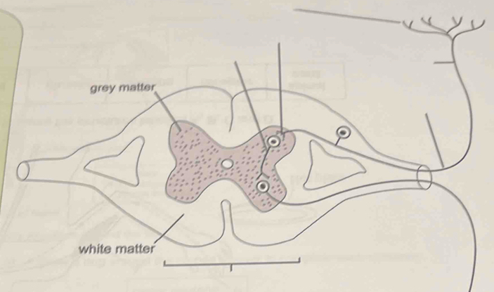 grey matter
white matter