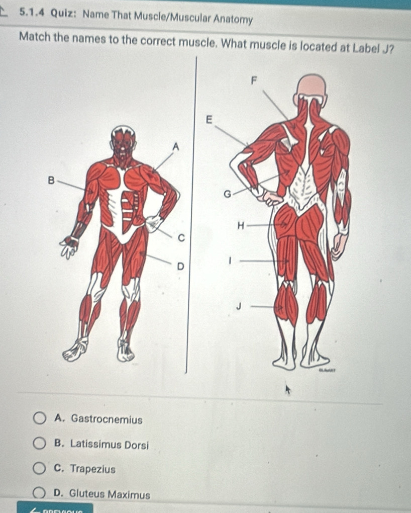 Name That Muscle/Muscular Anatomy
Match the names to the correct muscle. What muscle is located at Label J?
A. Gastrocnemius
B. Latissimus Dorsi
C. Trapezius
D. Gluteus Maximus