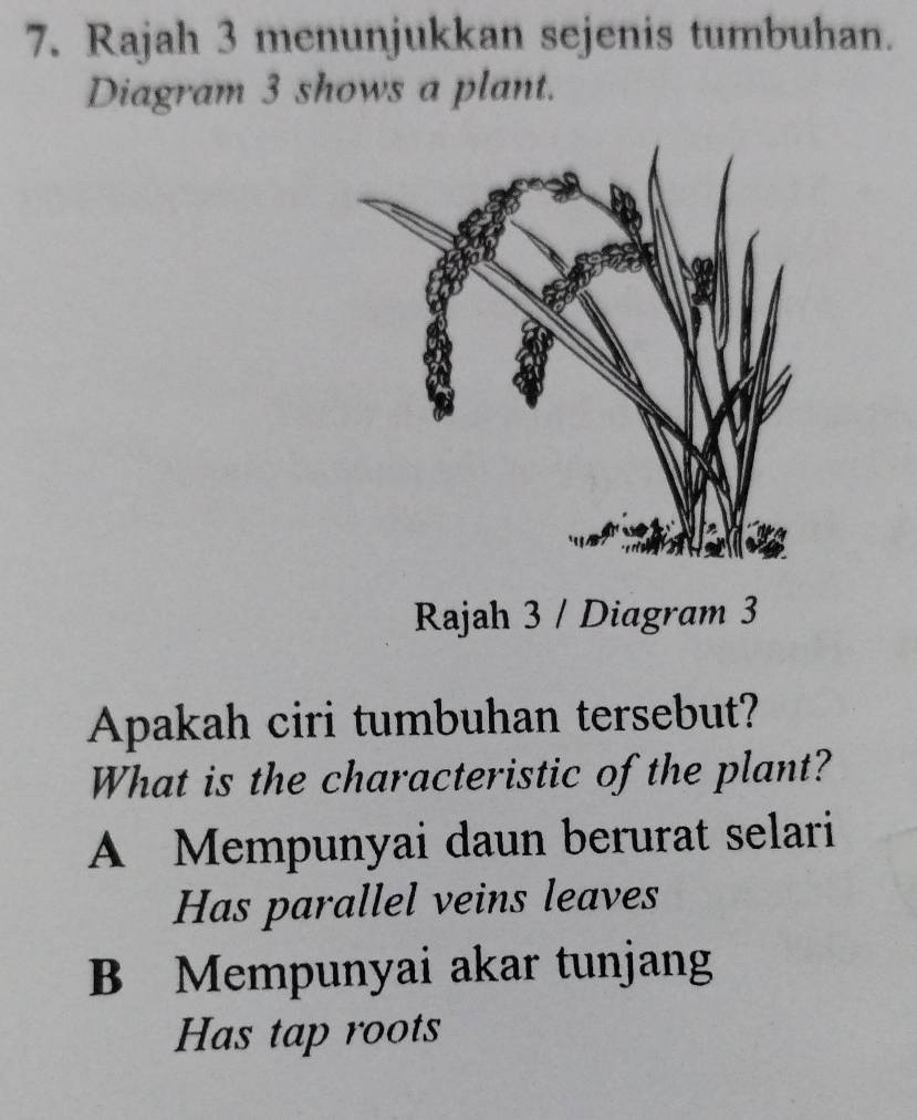 Rajah 3 menunjukkan sejenis tumbuhan.
Diagram 3 shows a plant.
Rajah 3 / Diagram 3
Apakah ciri tumbuhan tersebut?
What is the characteristic of the plant?
A Mempunyai daun berurat selari
Has parallel veins leaves
B Mempunyai akar tunjang
Has tap roots