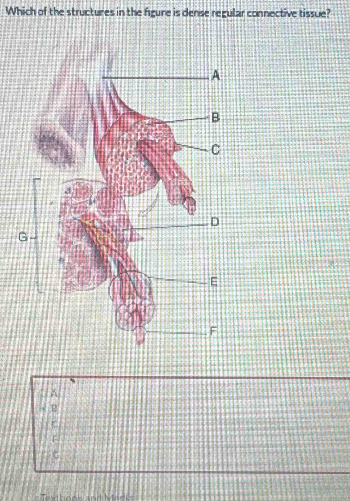 Which of the structures in the figure is dense regullar connective tissue?
A
^ B
C
F
G
o Tythnok and Mesis