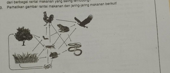 dari berbagai rantai makanan yang saling temubung 
3. Perhatikan gambar rantai makanan dan jaring-jaring makanan berikut