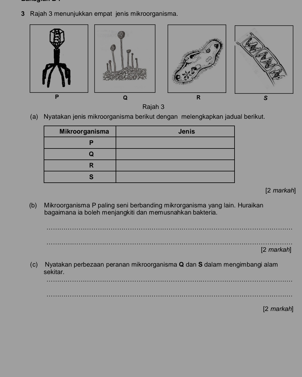 Rajah 3 menunjukkan empat jenis mikroorganisma.
P
Q
R
S 
Rajah 3 
(a) Nyatakan jenis mikroorganisma berikut dengan melengkapkan jadual berikut. 
[2 markah] 
(b) Mikroorganisma P paling seni berbanding mikrorganisma yang lain. Huraikan 
bagaimana ia boleh menjangkiti dan memusnahkan bakteria. 
_ 
_ 
[2 markah] 
(c) Nyatakan perbezaan peranan mikroorganisma Q dan S dalam mengimbangi alam 
sekitar. 
_ 
_ 
[2 markah]