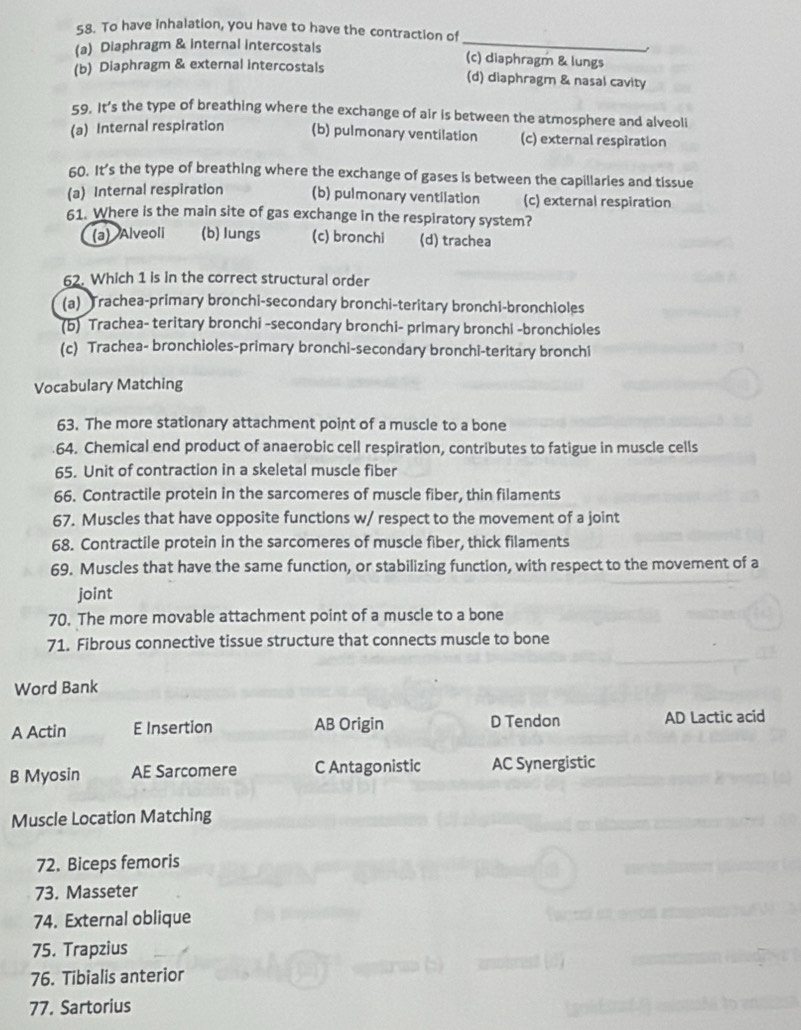 To have inhalation, you have to have the contraction of
(a) Diaphragm & internal intercostals _(c) diaphragm & lungs
(b) Diaphragm & external intercostals (d) diaphragm & nasal cavity
59. It’s the type of breathing where the exchange of air is between the atmosphere and alveoli
(a) Internal respiration (b) pulmonary ventilation (c) external respiration
60. It’s the type of breathing where the exchange of gases is between the capillaries and tissue
(a) Internal respiration (b) pulmonary ventilation (c) external respiration
61. Where is the main site of gas exchange in the respiratory system?
(a) Alveoli (b) lungs (c) bronchi (d) trachea
62. Which 1 is in the correct structural order
(a) Trachea-primary bronchi-secondary bronchi-teritary bronchi-bronchioles
(b) Trachea- teritary bronchi -secondary bronchi- primary bronchi -bronchioles
(c) Trachea- bronchioles-primary bronchi-secondary bronchi-teritary bronchi
Vocabulary Matching
63. The more stationary attachment point of a muscle to a bone
64. Chemical end product of anaerobic cell respiration, contributes to fatigue in muscle cells
65. Unit of contraction in a skeletal muscle fiber
66. Contractile protein in the sarcomeres of muscle fiber, thin filaments
67. Muscles that have opposite functions w/ respect to the movement of a joint
68. Contractile protein in the sarcomeres of muscle fiber, thick filaments
69. Muscles that have the same function, or stabilizing function, with respect to the movement of a
joint
70. The more movable attachment point of a muscle to a bone
71. Fibrous connective tissue structure that connects muscle to bone
Word Bank
A Actin E Insertion AB Origin D Tendon AD Lactic acid
B Myosin AE Sarcomere C Antagonistic AC Synergistic
Muscle Location Matching
72. Biceps femoris
73. Masseter
74. External oblique
75. Trapzius
76. Tibialis anterior
77. Sartorius