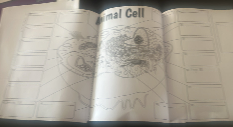 mal Cell