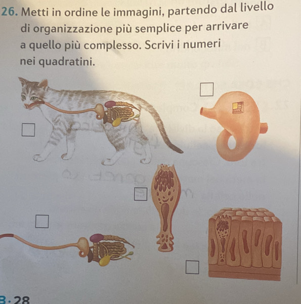 Metti in ordine le immagini, partendo dal livello 
di organizzazione più semplice per arrivare 
a quello più complesso. Scrivi i numeri 
nei quadratini.
8 . 28