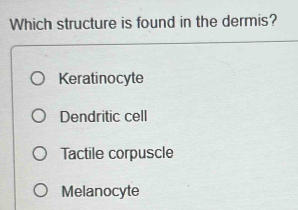 Which structure is found in the dermis?
Keratinocyte
Dendritic cell
Tactile corpuscle
Melanocyte