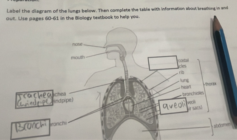 Label the diagram of the lungs below. Then complete the table with information about breathing in and 
out. Use pages 60-61 in the Biology textbook to help you.