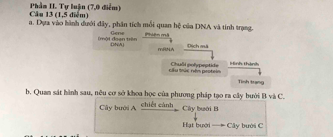 Phần II. Tự luận (7,0 điểm)
Câu 13 (1,5 điểm)
a. Dựa vào hình dưới đây, phân tích mối quan hệ của DNA và tính trạng.
Gene Phiên mã
(một đoạn trên
DNA) Dịch mã
mRNA
Chuỗi polypeptide Hình thành
cấu trúc nên protein
Tính trạng
b. Quan sát hình sau, nêu cơ sở khoa học của phương pháp tạo ra cây bưởi B và C.
Cây bưởi A chiết cảnh Cây bưởi B
Hạt bưởi Cây bưởi C