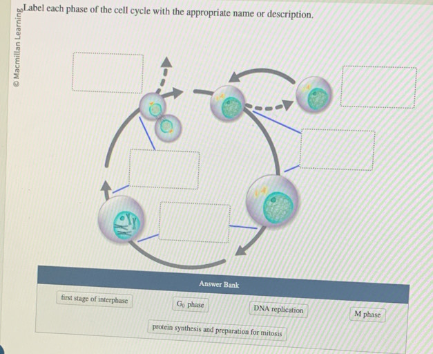 Label each phase of the cell cycle with the appropriate name or description.
10
Answer Bank
first stage of interphase G_0 phase DNA replication M phase
protein synthesis and preparation for mitosis