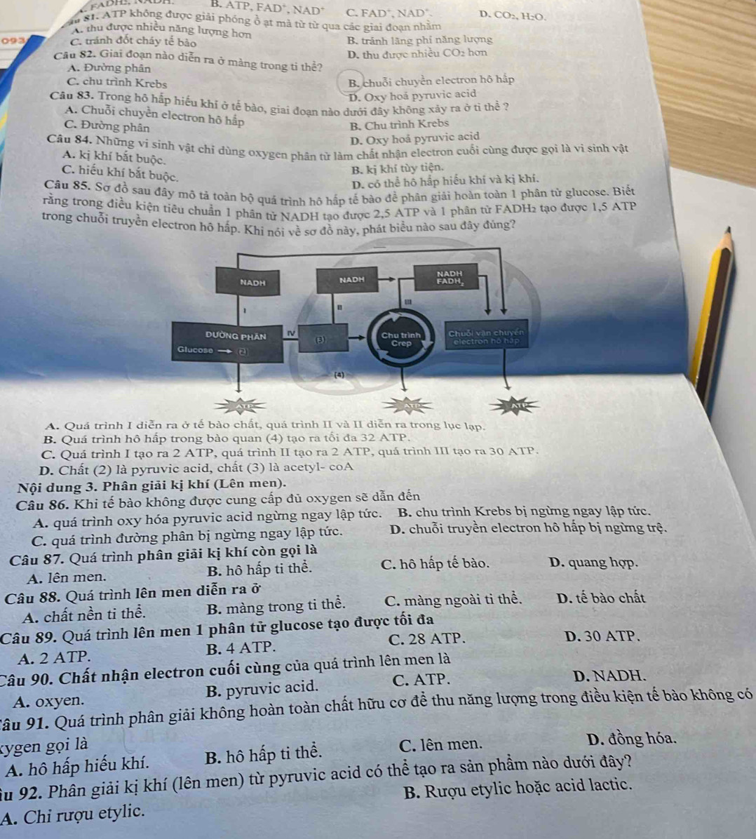 B. ATP, FAD*, NAD* C. FAD*, NAD* D. CO:, H:O.
ău S1. ATP không được giải phóng ổ ạt mã từ từ qua các giai đoạn nhằm
A, thu được nhiều năng lượng hơn
093 C. tránh đốt cháy tế bào B. tránh lãng phí năng lượng
D. thu được nhiều CO2 hơn
Cầu 82. Giai đoạn nào diễn ra ở màng trong ti thể?
A. Đường phân
C. chu trình Krebs
B. chuỗi chuyển electron hô hấp
D. Oxy hoá pyruvic acid
Câu 83. Trong hộ hấp hiếu khi ở tế bào, giai đoạn nào dưới đây không xảy ra ở tì thể ?
A. Chuỗi chuyền electron hô hấp
C. Đường phân
B. Chu trình Krebs
D. Oxy hoå pyruvic acid
Câu 84. Những vi sinh vật chỉ dùng oxygen phân tử làm chất nhận electron cuối cùng được gọi là vi sinh vật
A. kị khí bắt buộc.
C. hiếu khí bắt buộc.
B. kị khí tùy tiện.
D. có thể hô hấp hiếu khí và kị khí.
Câu 85. Sơ đồ sau đây mô tả toán bộ quá trình hô hấp tế bào để phân giải hoàn toàn 1 phân tử glucose. Biết
rằng trong điều kiện tiêu chuẩn 1 phân tử NADH tạo được 2,5 ATP và 1 phân tử FADH2 tạo được 1,5 ATP
trong chuỗi truyền electron hô hấp. Khi nói về sơ đồ này, phát biểu nào sau đây đúng?
A. Quá trình I diễn ra ở tế bào chất, quá trình II và II diễn ra trong lục lạp.
B. Quá trình hô hấp trong bào quan (4) tạo ra tối đa 32 ATP.
C. Quá trình I tạo ra 2 ATP, quá trình II tạo ra 2 ATP, quá trình III tạo ra 30 ATP.
D. Chất (2) là pyruvic acid, chất (3) là acetyl- coA
Nội dung 3. Phân giải kị khí (Lên men).
Câu 86. Khi tế bào không được cung cấp đủ oxygen sẽ dẫn đến
A. quá trình oxy hóa pyruvic acid ngừng ngay lập tức. B. chu trình Krebs bị ngừng ngay lập tức.
C. quá trình đường phân bị ngừng ngay lập tức. D. chuỗi truyền electron hô hấp bị ngừng trệ.
Câu 87. Quá trình phân giải kị khí còn gọi là
A. lên men. B. hô hấp ti thể. C. hô hấp tế bào. D. quang hợp.
Câu 88. Quá trình lên men diễn ra ở D. tế bào chất
A. chất nền ti thể. B. màng trong ti thể. C. màng ngoài ti thể.
Câu 89. Quá trình lên men 1 phân tử glucose tạo được tối đa
A. 2 ATP. B. 4 ATP. C. 28 ATP.
D. 30 ATP.
Câu 90. Chất nhận electron cuối cùng của quá trình lên men là
A. oxyen. B. pyruvic acid.
C. ATP. D. NADH.
Sâu 91. Quá trình phân giải không hoàn toàn chất hữu cơ đề thu năng lượng trong điều kiện tế bảo không có
kygen gọi là C. lên men. D. đồng hóa.
A. hô hấp hiếu khí. B. hô hấp ti thể.
ầu 92. Phân giải kị khí (lên men) từ pyruvic acid có thể tạo ra sản phầm nào dưới đây?
B. Rượu etylic hoặc acid lactic.
A. Chỉ rượu etylic.