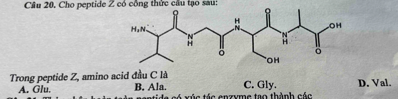 Cho peptide Z có công thức cầu tạo sau:
Trong peptide Z, amino acid đầu C là
A. Glu. B. Ala. C. Gly. D. Val.
a  x ú c tác enzyme tao thành các