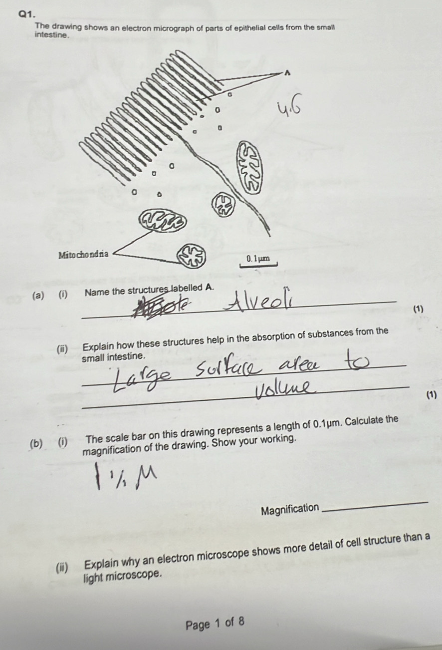 The drawing shows an electron micrograph of parts of epithelial cells from the small 
intestine. 
_ 
(a) (i) Name the structures labelled A. 
(1) 
(ii) Explain how these structures help in the absorption of substances from the 
_ 
small intestine. 
_ 
(1) 
(b) (i) The scale bar on this drawing represents a length of 0.1μm. Calculate the 
magnification of the drawing. Show your working. 
Magnification 
_ 
(ii) Explain why an electron microscope shows more detail of cell structure than a 
light microscope. 
Page 1 of 8