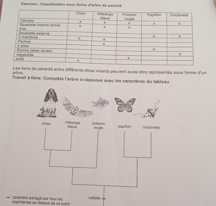 Exercice : Classification sous forme d'arbre de parenté 
Les liens de parenté entre différents êtres vivants peuvent aussi être représentés sous forme d'un 
arbre. 
Travail à faire: Complète l'arbre ci-dessous avec les caractères du tableau 
caractèr 
organismes au-dessus de ce point