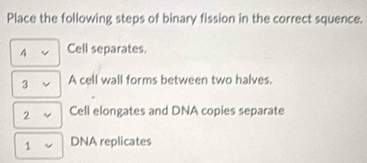 Place the following steps of binary fission in the correct squence. 
4 Cell separates. 
3 A cell wall forms between two halves. 
2 Cell elongates and DNA copies separate 
1 DNA replicates