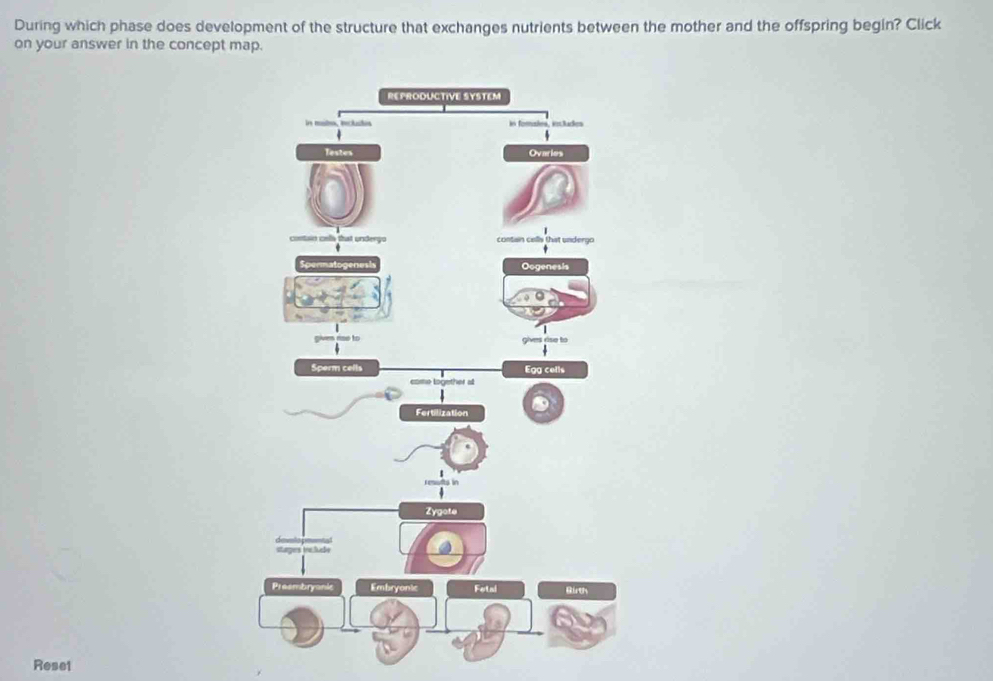 During which phase does development of the structure that exchanges nutrients between the mother and the offspring begin? Click 
on your answer in the concept map. 
Reset