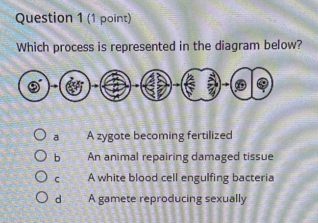 Which process is represented in the diagram below?
a A zygote becoming fertilized
b An animal repairing damaged tissue
C A white blood cell engulfing bacteria
d A gamete reproducing sexually