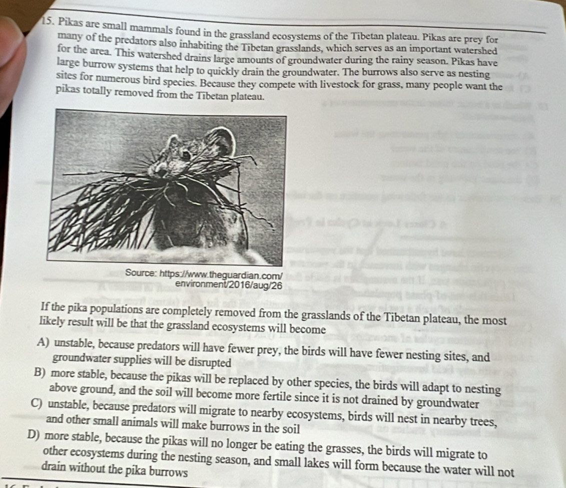 Pikas are small mammals found in the grassland ecosystems of the Tibetan plateau. Pikas are prey for
many of the predators also inhabiting the Tibetan grasslands, which serves as an important watershed
for the area. This watershed drains large amounts of groundwater during the rainy season. Pikas have
large burrow systems that help to quickly drain the groundwater. The burrows also serve as nesting
sites for numerous bird species. Because they compete with livestock for grass, many people want the
pikas totally removed from the Tibetan plateau.
Source: https://www.theguardian.com/
environment/2016/aug/26
If the pika populations are completely removed from the grasslands of the Tibetan plateau, the most
likely result will be that the grassland ecosystems will become
A) unstable, because predators will have fewer prey, the birds will have fewer nesting sites, and
groundwater supplies will be disrupted
B) more stable, because the pikas will be replaced by other species, the birds will adapt to nesting
above ground, and the soil will become more fertile since it is not drained by groundwater
C) unstable, because predators will migrate to nearby ecosystems, birds will nest in nearby trees,
and other small animals will make burrows in the soil
D) more stable, because the pikas will no longer be eating the grasses, the birds will migrate to
other ecosystems during the nesting season, and small lakes will form because the water will not
drain without the pika burrows
