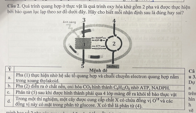 Quá trình quang hợp ở thực vật là quá trình oxy hóa khử gồm 2 pha và được thực hiện 
bởi bào quan lục lạp theo sơ đồ dưới đây. Hãy cho biết mỗi nhận định sau là đúng hay sai? 
Ý Mệnh đề Câ 
a. Pha (1) thực hiện nhờ hệ sắc tố quang hợp và chuỗi chuyền electron quang hợp nằm u 3. 
trong xoang thylakoid. Dự 
b. Pha (2) diễn ra ở chất nền, oxi hóa CO_2 hình thành C_6H_12O_6 nhờ ATP, NADPH. a 
c. Phân tử (5) sau khi được hình thành phải qua 4 lớp màng đề ra khỏi tế bào thực vật hìn trên 
Trong một thí nghiệm, một cây được cung cấp chất X có chứa đồng vị O^(18) và các 
d. đồng vị này có mặt trong phân tử glucose. X có thể là phân tử (4).
h
vẽ