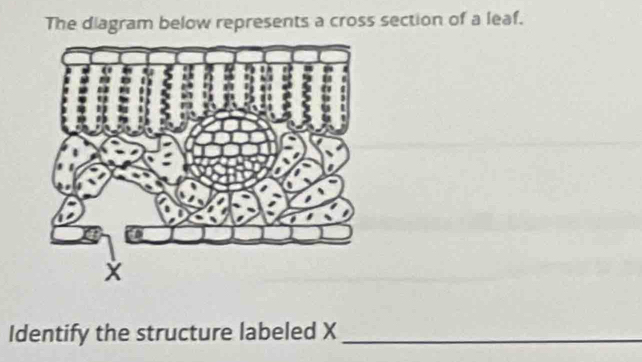 Solved: The diagram below represents a cross section of a leaf ...