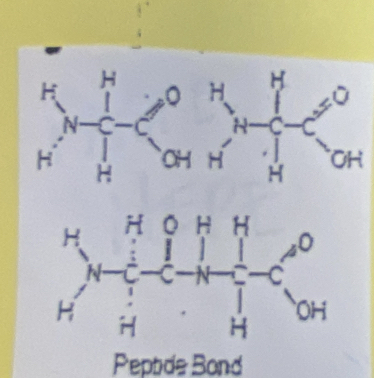 Peptide Bond