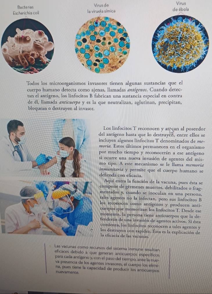 Bacterias Virus de Virus
Escherichia coli la viruela símica de ébola
Todos los microorganismos invasores tienen algunas sustancias que el
cuerpo humano detecta como ajenas, llamadas antígenos. Cuando detec-
tan el antígeno, los linfocitos B fabrican una sustancia especial en contra
de él, llamada anticuerpo y es la que neutralizan, aglutinan, precipitan,
bloquean o destruyen al invasor.
Los linfocitos T reconocen y at can al poseedor
el antígeno hasta que lo destruyen, entre ellos se
ncluyen algunos linfocitos T denominados de me-
oria. Estos últimos permanecen en el organismo
or mucho tiempo y reconocerán a ese antígeno
i ocurre una nueva invasión de agentes del mis-
o tipo. A este mecanismo se le llama memoria
nmunitaria y permite que el cuerpo humano se
efienda con eficacia.
Aquí entra la función de la vacuna, pues ésta se
ompone de gérmenes muertos, debilitados o frag-
entados y, cuando se inoculan en una persona,
ales agentes no la infectan, pero sus linfocitos B
los reconocen como antígenos y producen anti--
uerpos que memorizan los linfocitos T. Desde ese
omento, la persona tiene anticuerpos que la de-
fenderán de una invasión de agentes activos. Si ésta
omienza, los linfocitos reconocen a tales agentes y
os destruyen con rapidez..Ésta es la explicación de
a eficacia de las vacunas
Las vacunas como recursos del sistema inmune resultan
efcaces debido a que generan anticuerpos específicos
para cada antígeno y, con el paso del tiempo, ante la nue-
va presencia de los agentes invasores, el cuerpo los elimi-
na, pues tiene la capacidad de producir los anticuerpos
nuevamente.