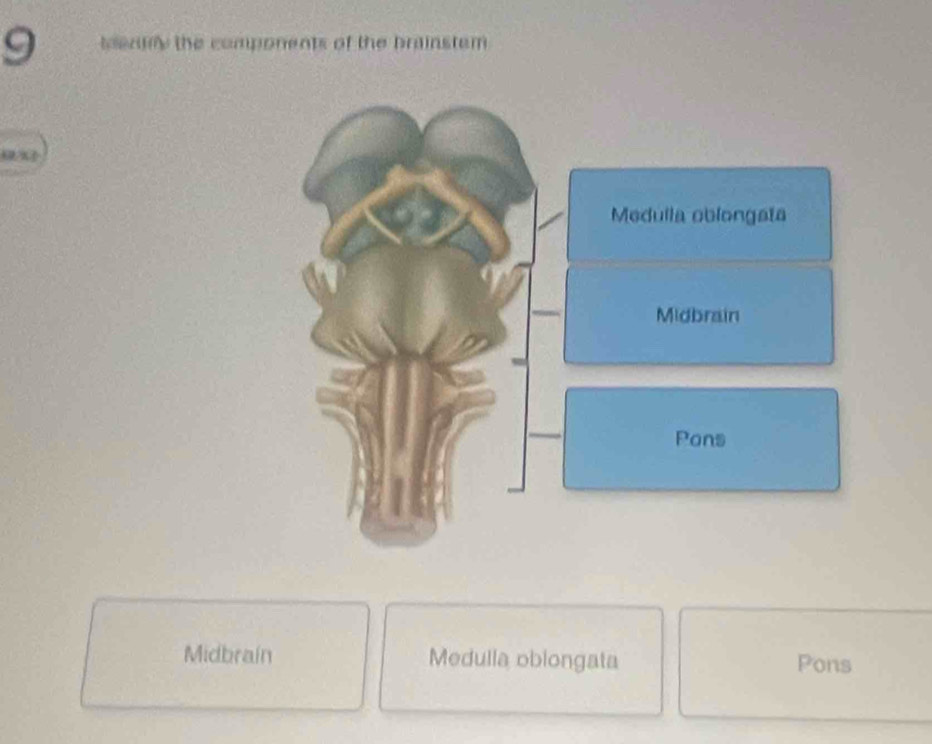 Solved: teny the components of the brainstem Medulla oblongata Midbrain ...