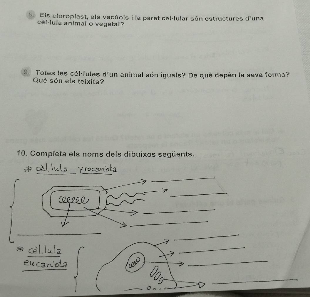 Els cloroplast, els vacúols i la paret cel·lular són estructures d'una 
cèl·lula animal o vegetal? 
9. Totes les cèl·lules d'un animal són iguals? De què depèn la seva forma? 
Què són els teixits? 
10. Completa els noms dels dibuixos següents. 
__ 
_ 
_ 
_ 
_ 
_ 
_ 
_ 
_ 
_ 
_ 
_ 
_