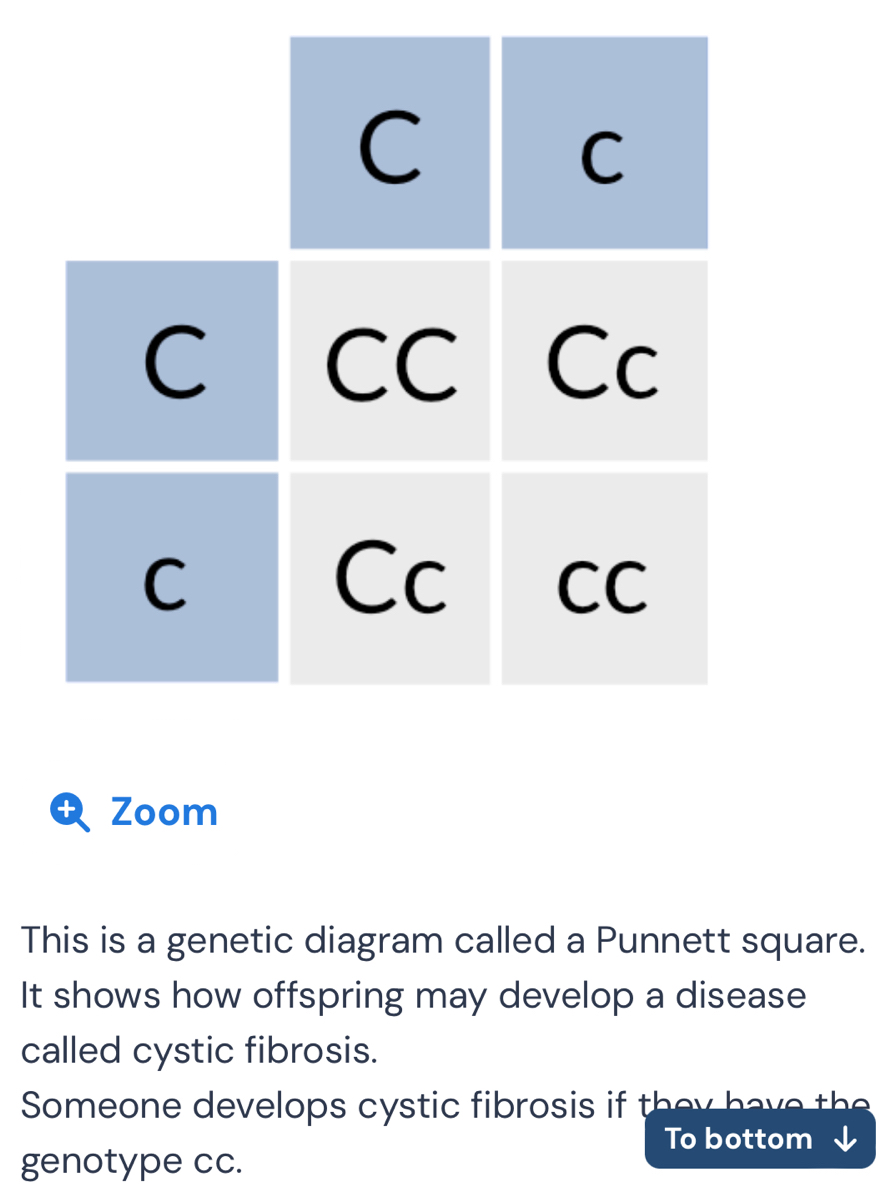 Zoom 
This is a genetic diagram called a Punnett square. 
It shows how offspring may develop a disease 
called cystic fibrosis. 
Someone develops cystic fibrosis if the h a e t 
To bottom 
genotype cc.