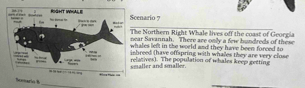 enario 7 
e Northern Right Whale lives off the coast of Georgia 
ar Savannah. There are only a few hundreds of these 
hales left in the world and they have been forced to 
breed (have offspring with whales they are very close 
latives). The population of whales keep getting 
aller and smaller. 
_ 
Scenario 8