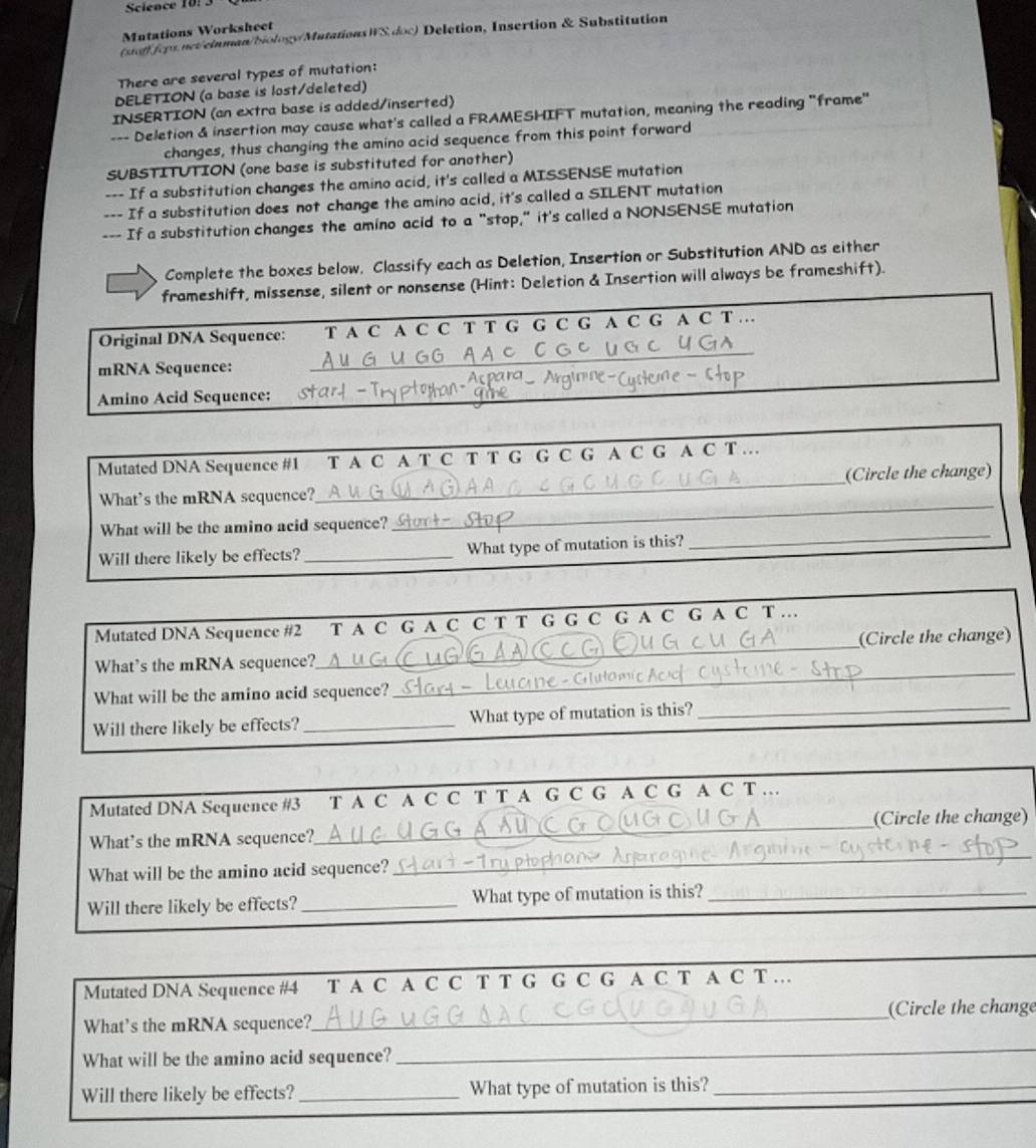 Science 10:
Mntations Worksheet
af fors net/cinman/biology/MutationsWS doc) Deletion, Insertion & Substitution
There are several types of mutation:
DELETION (a base is lost/deleted)
INSERTION (an extra base is added/inserted)
--- Deletion & insertion may cause what's called a FRAMESHIFT mutation, meaning the reading "frame"
changes, thus changing the amino acid sequence from this point forward
SUBSTITUTION (one base is substituted for another)
--- If a substitution changes the amino acid, it's called a MISSENSE mutation
--- If a substitution does not change the amino acid, it's called a SILENT mutation
--- If a substitution changes the amino acid to a "stop," it's called a NONSENSE mutation
Complete the boxes below. Classify each as Deletion, Insertion or Substitution AND as either
frameshift, missense, silent or nonsense (Hint: Deletion & Insertion will always be frameshift).
Original DNA Sequence: T A C A C C T T G G C G A C G A C T ….
mRNA Sequence:
_
Amino Acid Sequence:
Mutated DNA Sequence #1 T A C A T C T T G G C G A C G A C T …
_
What's the mRNA sequence?_ (Circle the change)
_
What will be the amino acid sequence?
Will there likely be effects?_ What type of mutation is this?
Mutated DNA Sequence #2 T A C G A C C T T G G C G A C G A C T …
_
What's the mRNA sequence?_ (Circle the change)
What will be the amino acid sequence? = Glułam
Will there likely be effects? _What type of mutation is this?_
Mutated DNA Sequence #3 T A C A C C T T A G C G A C G A C T ..
(Circle the change)
What’s the mRNA sequence?
_
What will be the amino acid sequence?
_
Will there likely be effects? _What type of mutation is this?_
Mutated DNA Sequence #4     T A C A C C T T G G C G A C T A C T ..
What's the mRNA sequence?_ Circle the change
What will be the amino acid sequence?
_
Will there likely be effects?_ What type of mutation is this?_