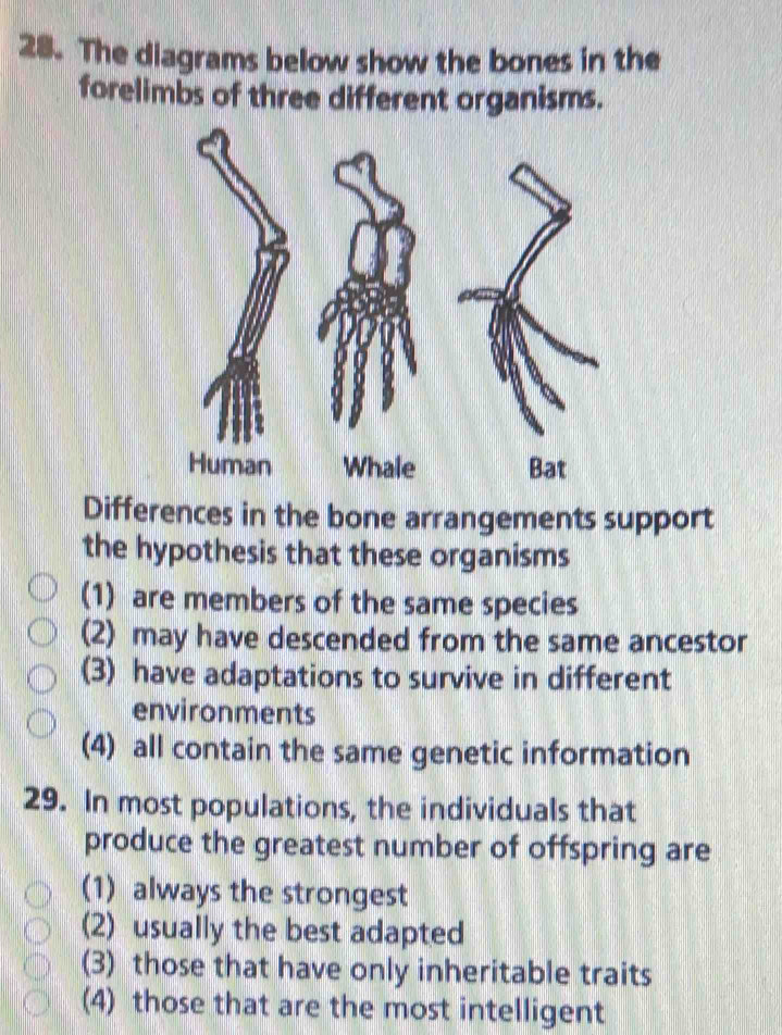 The diagrams below show the bones in the
forelimbs of three different organisms.
Human Whale Bat
Differences in the bone arrangements support
the hypothesis that these organisms
(1) are members of the same species
(2) may have descended from the same ancestor
(3) have adaptations to survive in different
environments
(4) all contain the same genetic information
29. In most populations, the individuals that
produce the greatest number of offspring are
(1) always the strongest
(2) usually the best adapted
(3) those that have only inheritable traits
(4) those that are the most intelligent