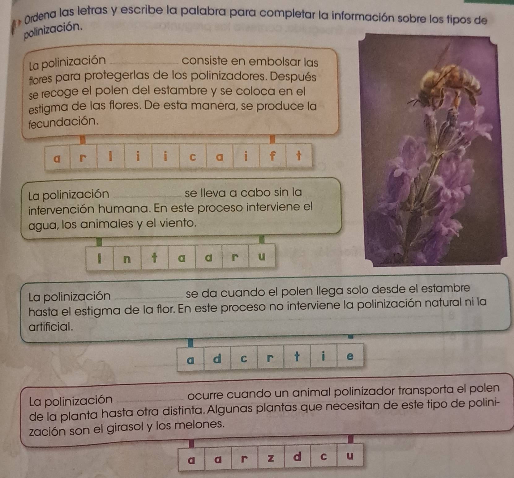 Ordena las letras y escribe la palabra para completar la información sobre los tipos de 
polinización. 
La polinización _consiste en embolsar las 
flores para protegerlas de los polinizadores. Después 
se recoge el polen del estambre y se coloca en el 
estigma de las flores. De esta manera, se produce la 
fecundación. 
a r | i i C a i f t 
La polinización _se lleva a cabo sin la 
intervención humana. En este proceso interviene el 
agua, los animales y el viento. 
n t a a r u 
La polinización _se da cuando el polen Ilega solo desde el estambre 
hasta el estigma de la flor. En este proceso no interviene la polinización natural ni la 
artificial. 
a d C r t i e 
La polinización _ocurre cuando un animal polinizador transporta el polen 
de la planta hasta otra distinta. Algunas plantas que necesitan de este tipo de polini- 
zación son el girasol y los melones. 
a a r z d C u