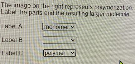 The image on the right represents polymerization. Label the parts and ...