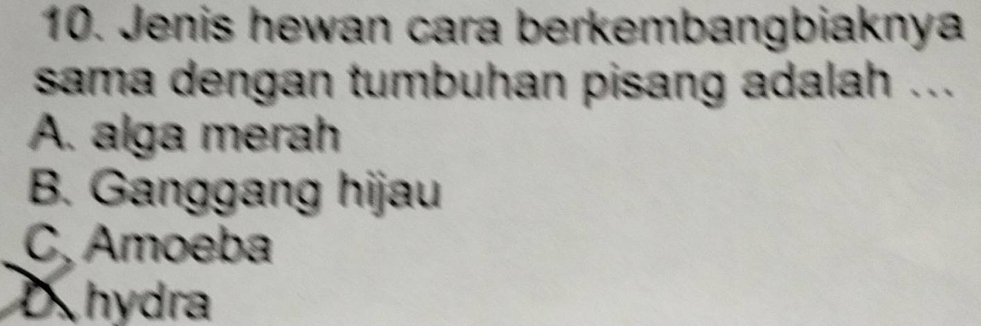 Jenis hewan cara berkembangbiaknya
sama dengan tumbuhan pisang adalah ...
A. alga merah
B. Ganggang hijau
C, Amoeba
D hydra