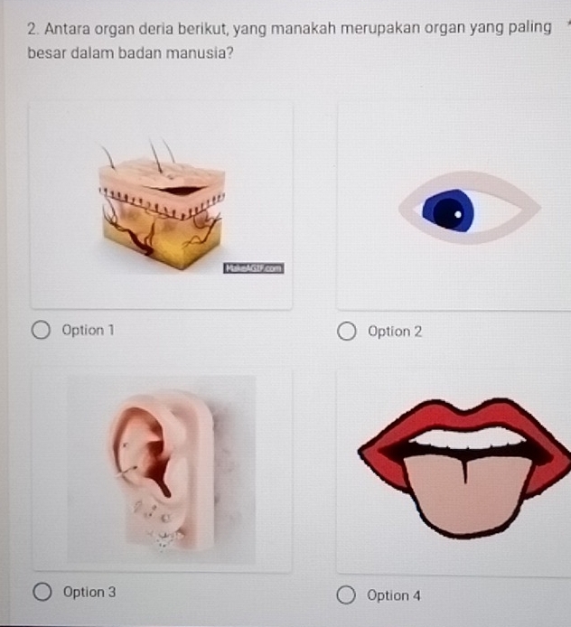 Antara organ deria berikut, yang manakah merupakan organ yang paling
besar dalam badan manusia?
Option 1 Option 2
Option 3 Option 4