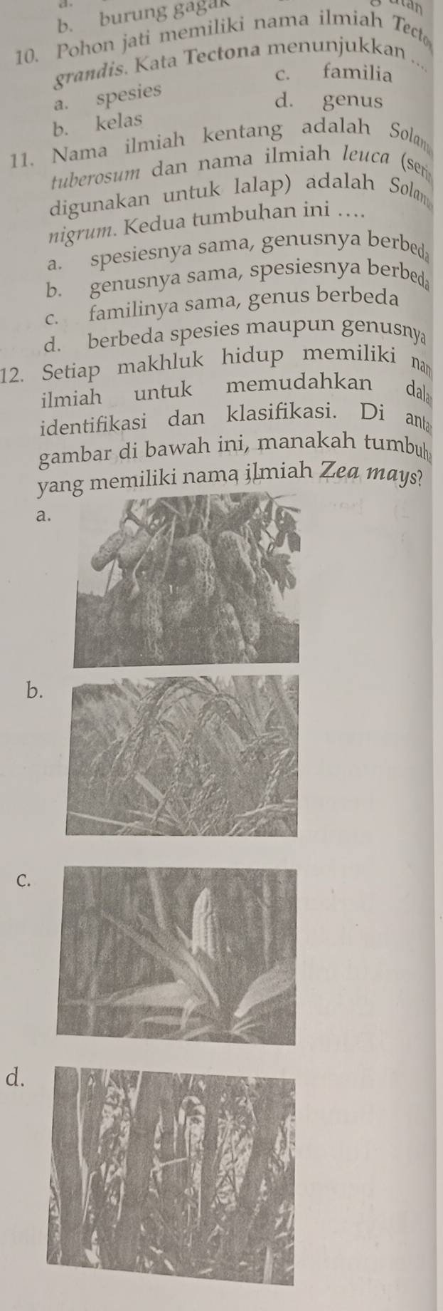 b. burung gagal
xtan
10. Pohon jati memiliki nama ilmiah Tect
grandis. Kata Tectona menunjukkan ....
c. familia
a. spesies
d. genus
b. kelas
11. Nama ilmiah kentang adalah Solam
tuberosum dan nama ilmiah leuca (ser
digunakan untuk lalap) adalah Solm
nigrum. Kedua tumbuhan ini ....
a. spesiesnya sama, genusnya berbeda
b. genusnya sama, spesiesnya berbeda
c. familinya sama, genus berbeda
d. berbeda spesies maupun genusnya
12. Setiap makhluk hidup memiliki nam
ilmiah untuk memudahkan dala
identifikasi dan klasifikasi. Di anta
gambar di bawah ini, manakah tumbu
ymemiliki nama ilmiah Zea mays?
a.
b.
C.
d.