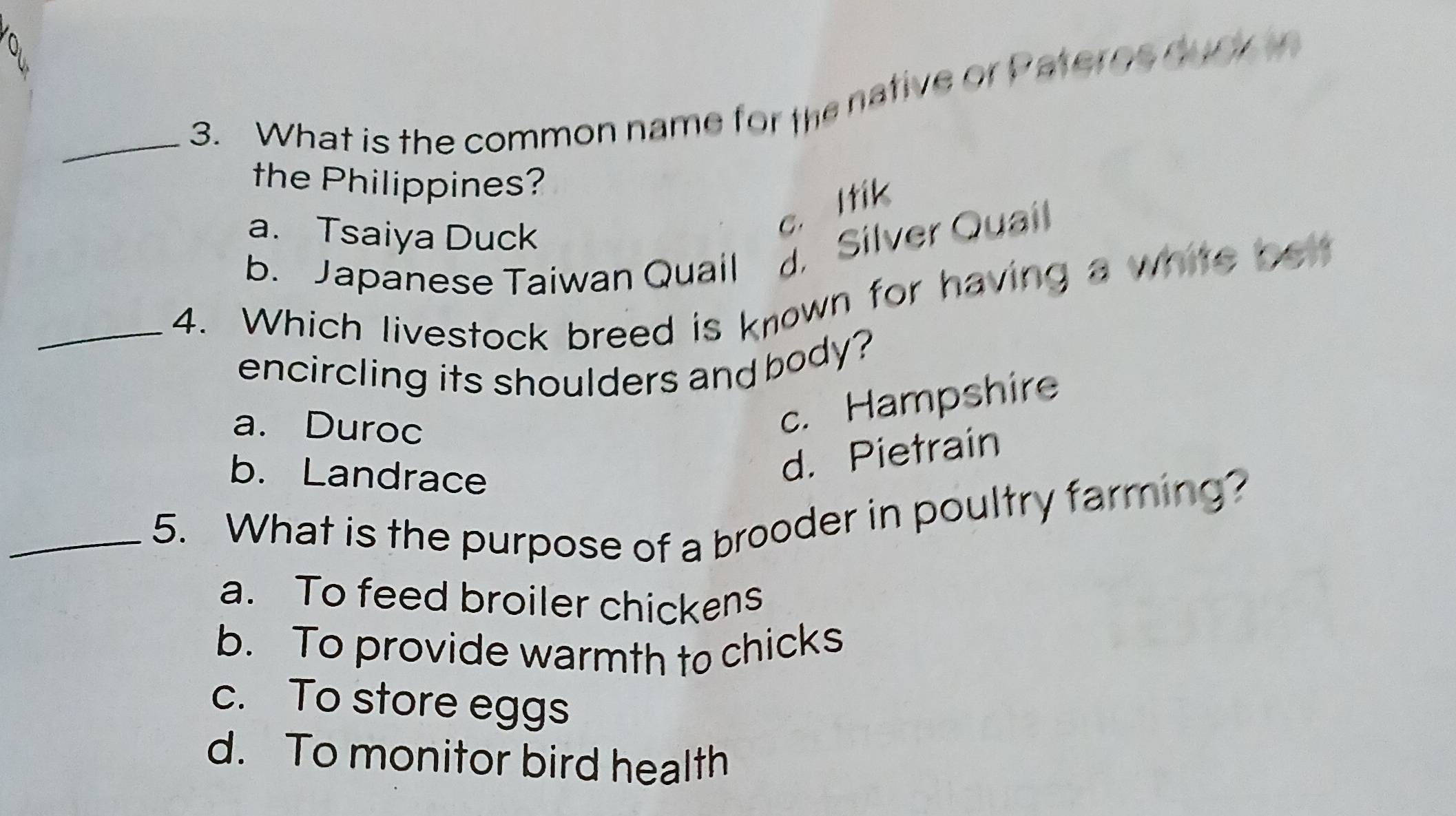 What is the common name for the native or Pateros n o 
the Philippines?
a. Tsaiya Duck
c. Itik
b. Japanese Taiwan Quail d. Silver Quail
_4. Which livestock breed is known for having a white bon
encircling its shoulders and body?
a. Duroc
c. Hampshire
b. Landrace
d. Pietrain
_5. What is the purpose of a brooder in poultry farming?
a. To feed broiler chickens
b. To provide warmth to chicks
c. To store eggs
d. To monitor bird health