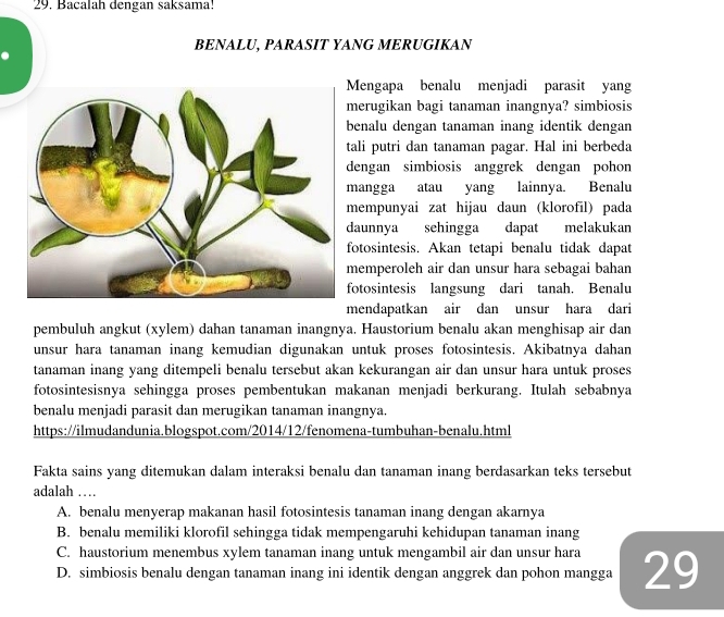 Bacalah dengan saksama!
BENALU, PARASIT YANG MERUGIKAN
Mengapa benalu menjadi parasit yang
merugikan bagi tanaman inangnya? simbiosis
benalu dengan tanaman inang identik dengan
ali putri dan tanaman pagar. Hal ini berbeda
dengan simbiosis anggrek dengan pohon
mangga atau yang lainnya. Benalu
mempunyai zat hijau daun (klorofil) pada
daunnya sehingga dapat melakukan
fotosintesis. Akan tetapi benalu tidak dapat
memperoleh air dan unsur hara sebagai bahan
fotosintesis langsung dari tanah. Benalu
mendapatkan air dan unsur hara dari
pembuluh angkut (xylem) dahan tanaman inangnya. Haustorium benalu akan menghisap air dan
unsur hara tanaman inang kemudian digunakan untuk proses fotosintesis. Akibatnya dahan
tanaman inang yang ditempeli benalu tersebut akan kekurangan air dan unsur hara untuk proses
fotosintesisnya sehingga proses pembentukan makanan menjadi berkurang. Itulah sebabnya
benalu menjadi parasit dan merugikan tanaman inangnya.
https://ilmudandunia.blogspot.com/2014/12/fenomena-tumbuhan-benalu.html
Fakta sains yang ditemukan dalam interaksi benalu dan tanaman inang berdasarkan teks tersebut
adalah …
A. benalu menyerap makanan hasil fotosintesis tanaman inang dengan akarnya
B. benalu memiliki klorofil sehingga tidak mempengaruhi kehidupan tanaman inang
C. haustorium menembus xylem tanaman inang untuk mengambil air dan unsur hara
D. simbiosis benalu dengan tanaman inang ini identik dengan anggrek dan pohon mangga 29