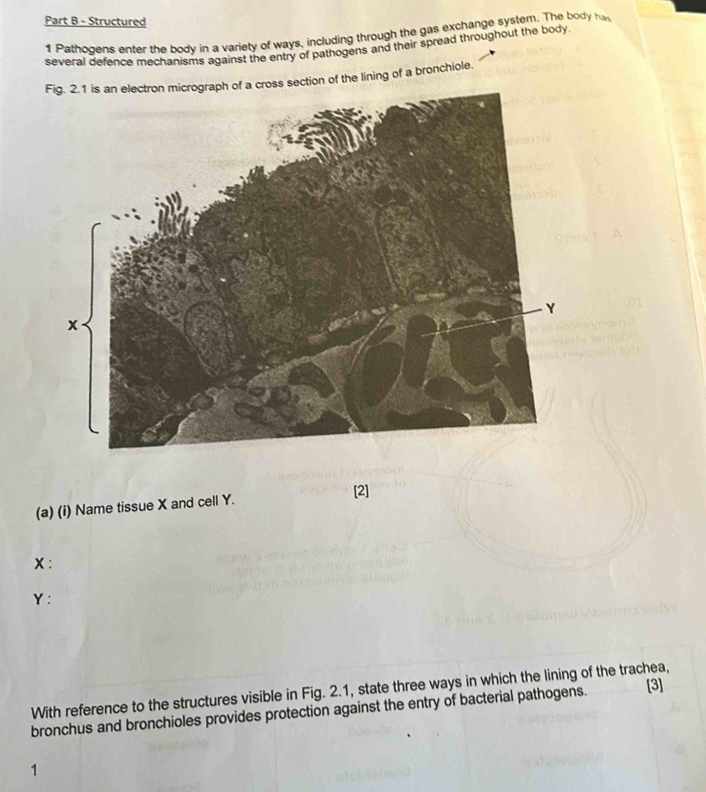 Structured 
1 Pathogens enter the body in a variety of ways, including through the gas exchange system. The body ha 
several defence mechanisms against the entry of pathogens and their spread throughout the body. 
a cross section of the lining of a bronchiole. 
[2] 
(a) (i) Name tissue X and cell Y. 
X: 
Y: 
With reference to the structures visible in Fig. 2.1, state three ways in which the lining of the trachea, 
bronchus and bronchioles provides protection against the entry of bacterial pathogens. [3] 
1