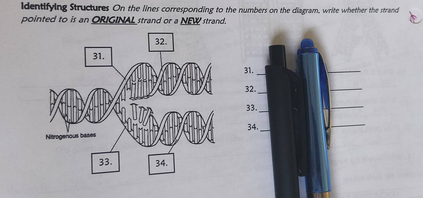 ldentifying Structures On the lines corresponding to the numbers on the diagram, write whether the strand 
pointed to is an ORIGINAL strand or a NEW strand.