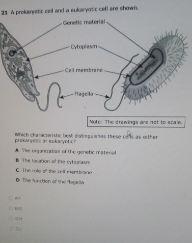 A prokaryotic cell and a eukaryotic cell are shown.
Note: The drawings are not to scale.
Which characteristic best distinguishes these cells as either
prokaryotic or eukaryotic?
A The organization of the genetic material
B The location of the cytoplasm
C The role of the cell membrane
D The function of the flagella
A/ F
B/G
C/H
Diji